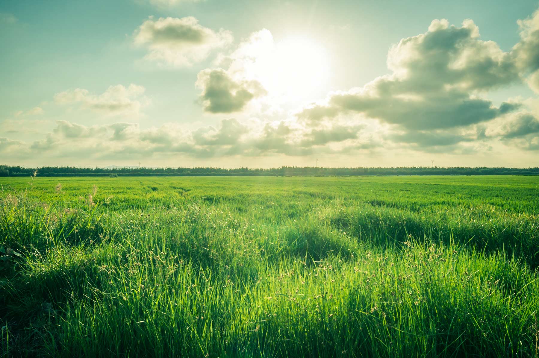 grassland-calgary-alberta